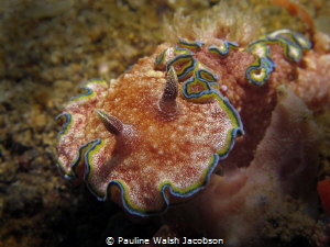 Nudibranch, Glossodoris cincta, Tandurusa, Lembeh Strait,... by Pauline Walsh Jacobson 